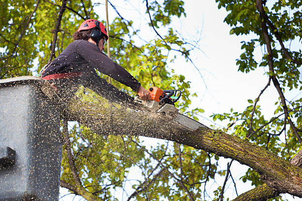 Mulching Services in St Anthony, ID